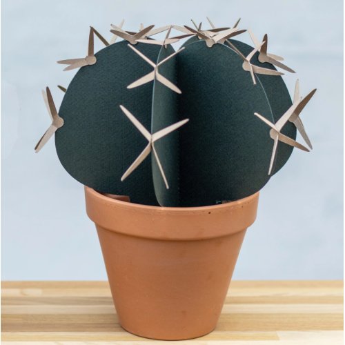 Kaktus med Pigge Stor